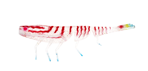 Bait Junkie 4" Prawn