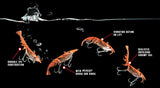 Berkley Shimma Shrimp 100mm Lure
