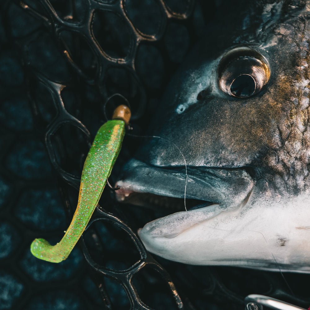 TT Lures TT Lures Headlockz Finesse UV Jigheads Motoroil premium fishing tackle gear from Allways Angling